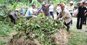 Phân xanh mang những lợi ích không ngờ trong canh tác